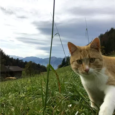 Eine orangefarbene Katze sitzt im grünen Gras vor einer malerischen Berglandschaft. Der Himmel ist bewölkt und die Umgebung wirkt ruhig und friedlich.