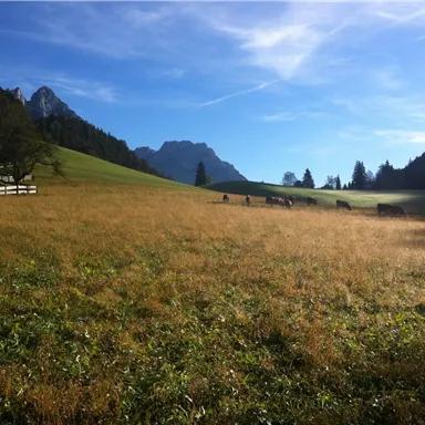 Eine malerische Wiese mit Kühen im Hintergrund und hohen Bergen. Der Himmel ist klar und strahlend, das Gras ist golden und saftig.