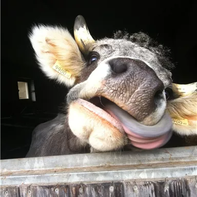 Eine Kuh schaut neugierig aus einem Stallfenster. Sie hat eine freundliche Ausstrahlung und leckt sich die Lippen.