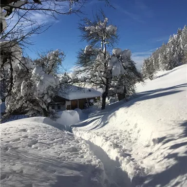 Eine verschneite Landschaft mit hohen, schneebedeckten Bäumen und einem klaren blauen Himmel. Ein schmaler Weg führt zu einem kleinen Haus im Hintergrund.
