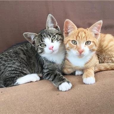 Two cute kittens cuddle with each other. One is gray with black stripes and the other is orange with a white chest.