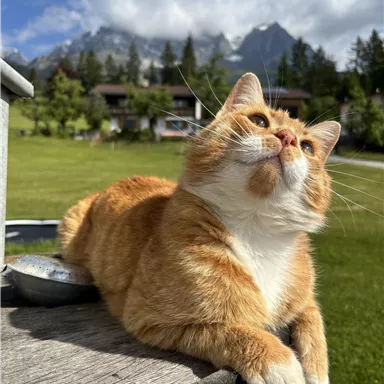 An orange cat is lying relaxed on a wooden barrel. In the background, green meadows and mountains are visible.