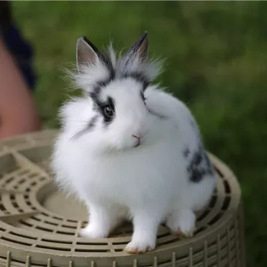 Ein niedliches Kaninchen mit flauschigem, weißem Fell und schwarzen Flecken sitzt auf einem Korb. Im Hintergrund ist Gras zu sehen.