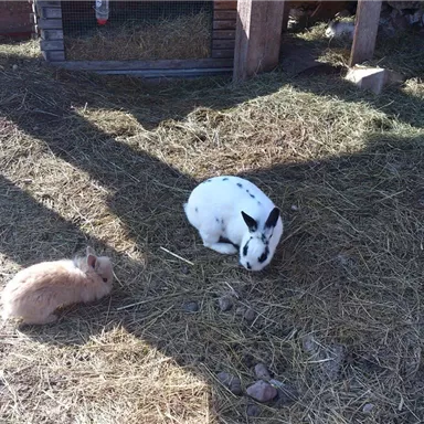 Zwei Kaninchen auf einem Heuboden. Eines ist weiß mit schwarzen Flecken und das andere ist braun.