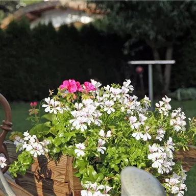 Ein blühender Blumenkasten mit weißen und rosa Blumen. Im Hintergrund ist ein grüner Garten mit Hecken zu sehen.