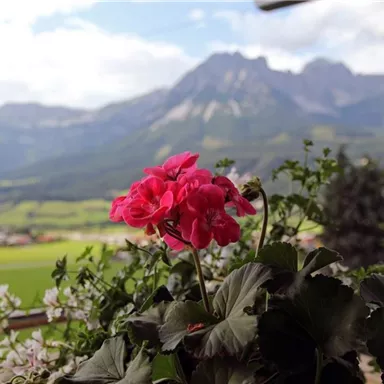 Ein blühendes Pflänzchen mit pinken Blüten steht auf einem Balkon. Im Hintergrund sind grüne Wiesen und majestätische Berge zu sehen.