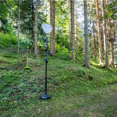 A picturesque forest with tall trees and green moss. On the slope stands a piece of equipment that could be part of a recreational activity.
