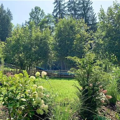 Ein schöner Garten mit grünen Pflanzen und blühenden Büschen. Im Hintergrund stehen hohe Bäume und blauer Himmel ist sichtbar.