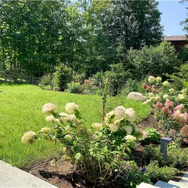 Ein schöner Garten mit grüner Wiese und verschiedenen Blumen. Im Hintergrund sind Bäume und Sträucher zu sehen.