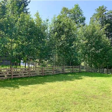 Eine grüne Wiese umgeben von Bäumen und einem Holzzaun. Der Himmel ist klar und sonnig.