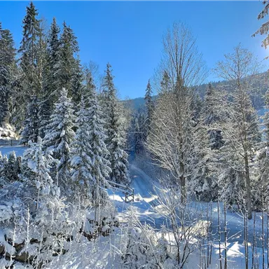 A snowy winter landscape with tall green fir trees. The sun shines through the trees and the sky is bright blue.