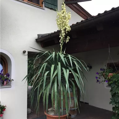 Eine große Pflanze mit langen Blättern steht vor einem Haus. Sie hat einen auffälligen, blühenden Blütenstand.