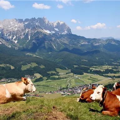 Eine weite Berglandschaft mit Kühen, die auf einer Wiese liegen. Im Hintergrund sind majestätische Berge und ein blauer Himmel zu sehen.