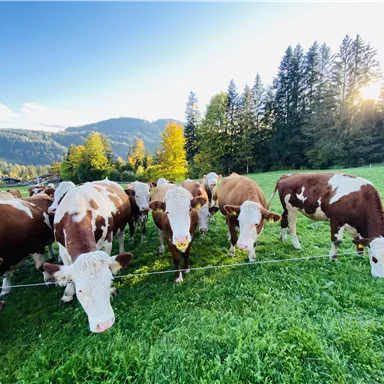 A grassy area with several cows peacefully grazing. In the background, trees and gentle hills can be seen as the sun rises.