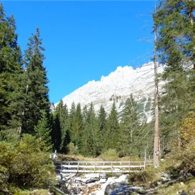 A picturesque forest with tall fir trees and a clear blue sky. Majestic mountains can be seen in the background.