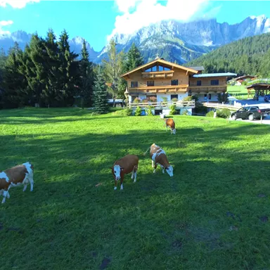A charming alpine landscape with grazing cows. In the background, mountains and a traditional wooden house can be seen.
