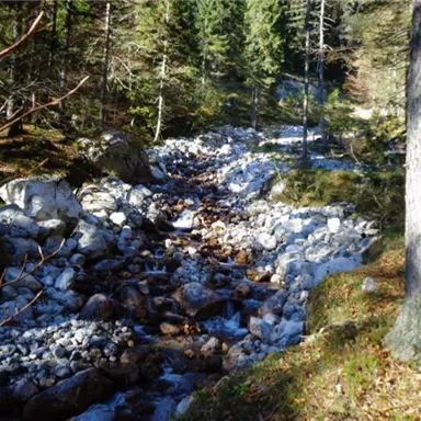 A clear stream flows through a forest with tall trees. The banks are covered with smooth stones and green moss.