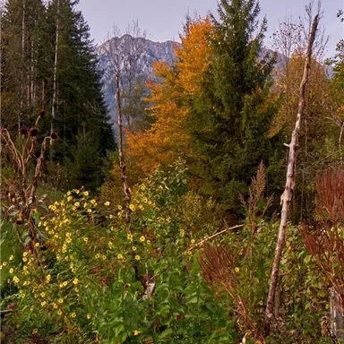 A picturesque forest with colorful flowers and autumnal trees. In the background, high mountains can be seen.