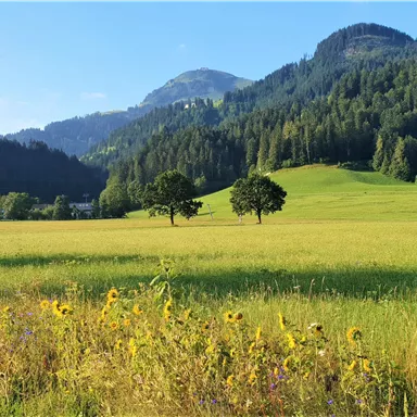 A wide meadow with sunflowers in the foreground and gentle hills in the background. The sky is clear and blue, creating a tranquil landscape.