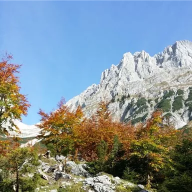 A picturesque mountain landscape with colorful autumn foliage and high peaks. The sky is clear and blue, highlighting the beauty of nature.