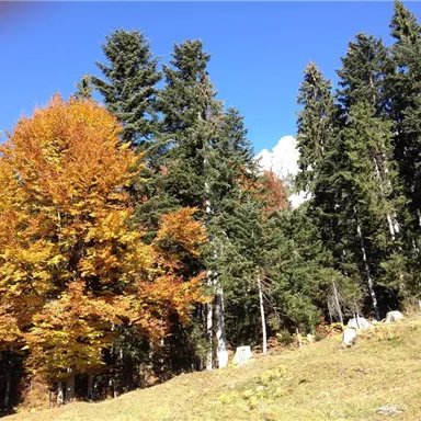 Ein malerischer Wald mit buntem Herbstlaub und grünen Nadelbäumen. Der klare Blaue Himmel rundet die friedliche Szene ab.