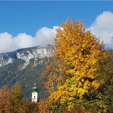 An autumn landscape with colorful trees and a clear blue sky. In the background, a mountain is visible.