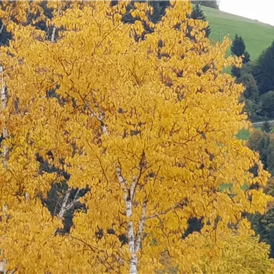 A single tree with vibrant yellow leaves in front of a green landscape. The colors clearly indicate autumn.
