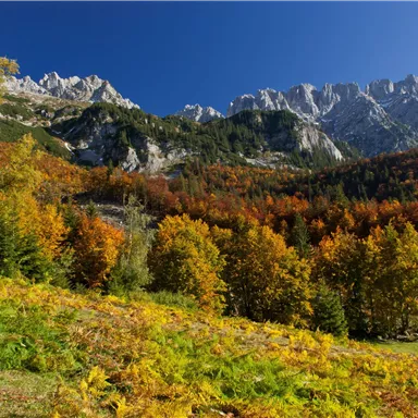 A picturesque autumn landscape with colorful deciduous trees and majestic mountains in the background. The clear blue sky completes the scene.