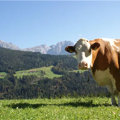 Eine Kuh steht auf einer grünen Wiese vor einer malerischen Berglandschaft. Der Himmel ist klar und blau.