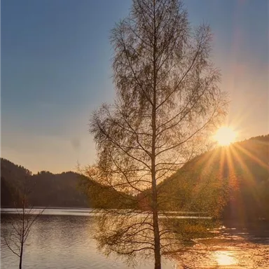 A beautiful tree by the shore of a lake at sunset. The sun shines and reflects in the water.