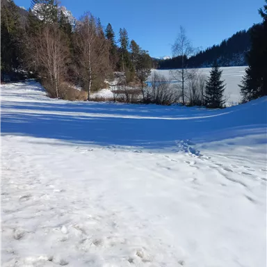 A snowy landscape with a frozen lake and snow-covered trees. The clear blue sky creates a tranquil atmosphere.