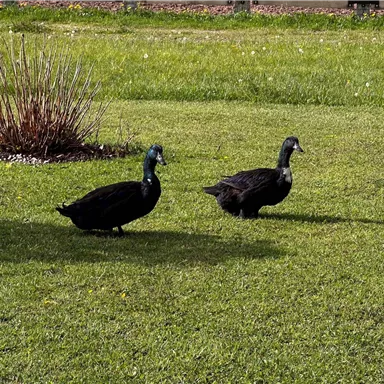 Zwei schwarze Enten laufen über eine grüne Wiese. Im Hintergrund sieht man etwas Strauchwerk.
