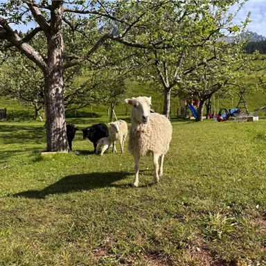 Eine Wiese mit mehreren Schafen, darunter ein weißes Schaf im Vordergrund. Im Hintergrund sind Bäume und ein Spielplatz sichtbar.