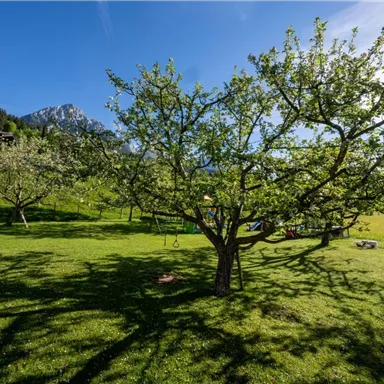 Ein schöner Garten mit blossen Obstbäumen und grünem Gras. Im Hintergrund sind Berge und ein klarer Himmel zu sehen.