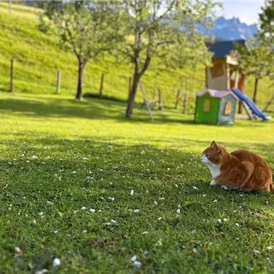 Eine orangefarbene Katze sitzt im Gras und schaut aufmerksam in die Ferne. Im Hintergrund sind Bäume und ein Spielplatz zu sehen.