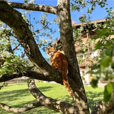 Eine orangefarbene Katze sitzt auf einem Baumstück. Im Hintergrund ist ein Haus und ein grüner Garten zu sehen.