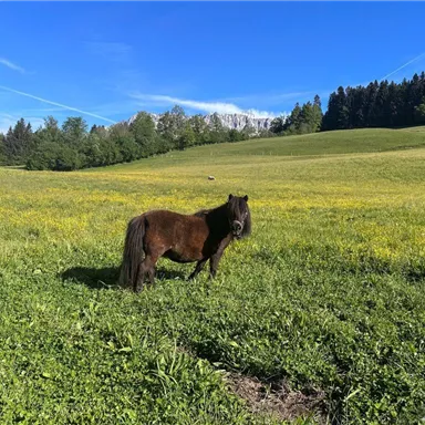 Ein braunes Pony steht auf einer Wiese voller Blumen. Im Hintergrund sieht man grüne Hügel und einen blauen Himmel.