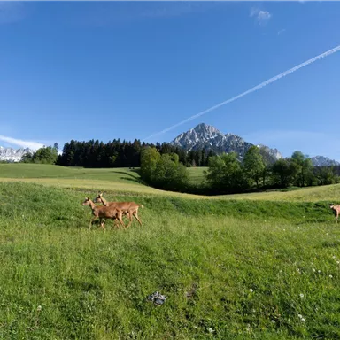 Eine grüne Wiese mit mehreren Rehen und majestätischen Bergen im Hintergrund. Der Himmel ist klar und blau mit wenigen Wolken.