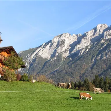 Eine malerische Landschaft mit einem Holzhaus und Kühen auf einer grünen Wiese. Im Hintergrund sind beeindruckende Berge und ein klarer Himmel zu sehen.