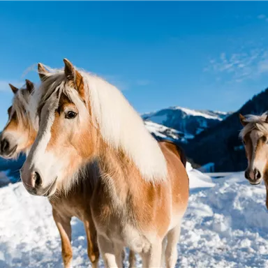 Drei Pferde stehen im Schnee vor einer Berglandschaft. Der Himmel ist klar und blau.