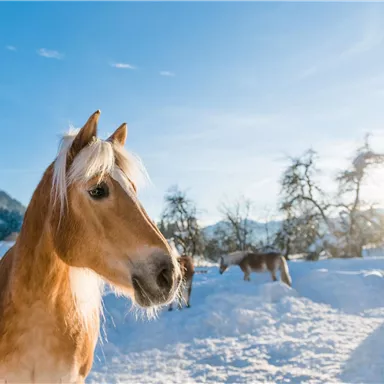 Ein schönes Pferd steht im Schnee unter einem klaren blauen Himmel. Im Hintergrund sind weitere Pferde und verschneite Bäume zu sehen.