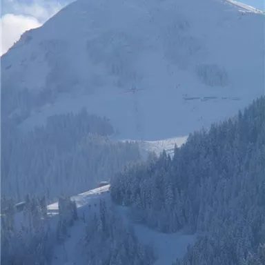 Ein schneebedeckter Berg mit einer Vielzahl von Nadelbäumen im Vordergrund. Der Himmel ist klar und die Landschaft wirkt friedlich und winterlich.
