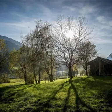 A tranquil landscape with a wooden house and a large tree. The sun is shining behind the trees, creating long shadows on the green grass.