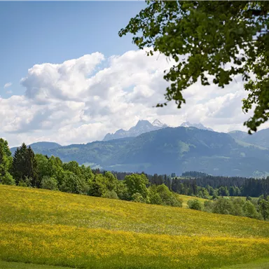 Eine malerische Wiesenlandschaft mit bunten Blumen und grünen Bäumen. Im Hintergrund sind die majestätischen Berge und weiße Wolken sichtbar.