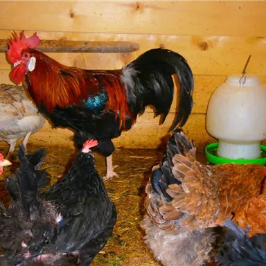 Ein Hahn steht stolz in einem Hühnerstall, umgeben von mehreren Hühnern. Im Hintergrund befindet sich ein Wasserbehälter.