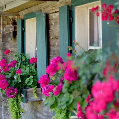 A wooden building with green windows and colorful flower pots. The bright pink flowers give the facade a charming appearance.