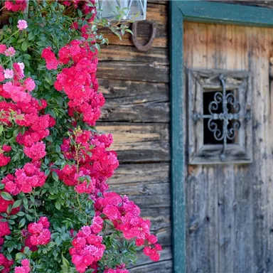 A wooden house with a beautiful, colorful rose plant framing the window. The door is made of old wood and gives the picture a rustic charm.