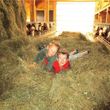 Zwei Kinder liegen im Heu in einem Stall. Im Hintergrund sind Kühe zu sehen.