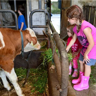 Zwei Mädchen füttern eine Kuh in einem Stall. Die Kinder tragen bunte Gummistiefel und zeigen Freude beim Umgang mit dem Tier.