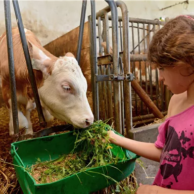 Ein Mädchen füttert eine Kuh in einem Stall. Die Kuh schaut freundlich auf das Mädchen und das Futter.